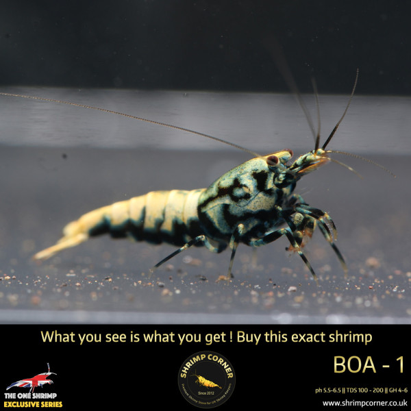 Boa 1 - Metallic Blue