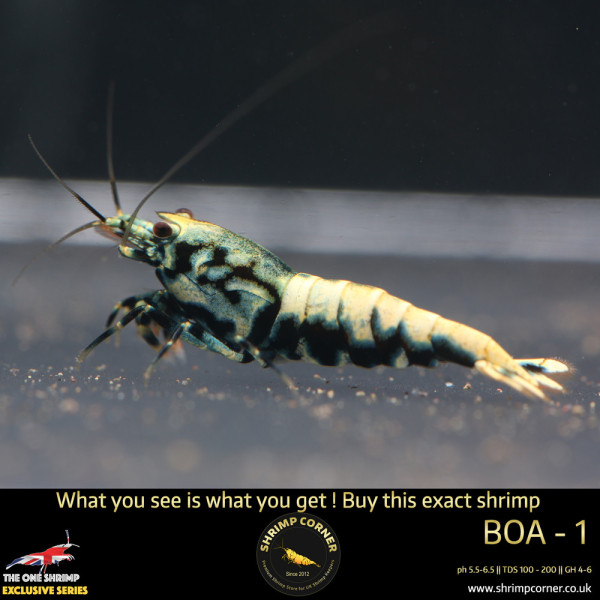 BOA 1 - Metallic Blue