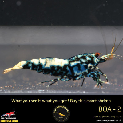 Boa 2 - Metallic Blue 2