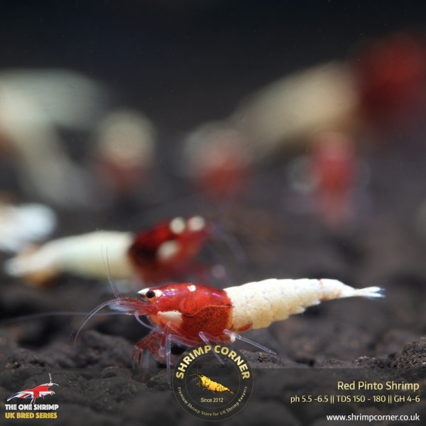 Classic Red Pinto Shrimp