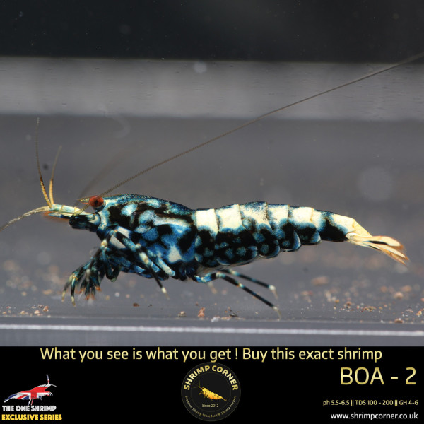 BOA 2 - Golden Base Metallic Blue