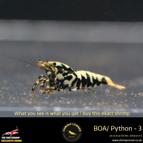 Boa 3 - Golden Base Metallic