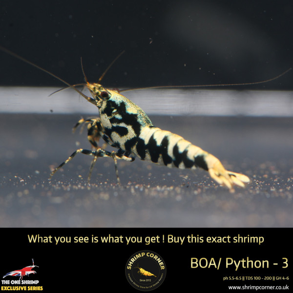 BOA 3 - Golden Base Metallic