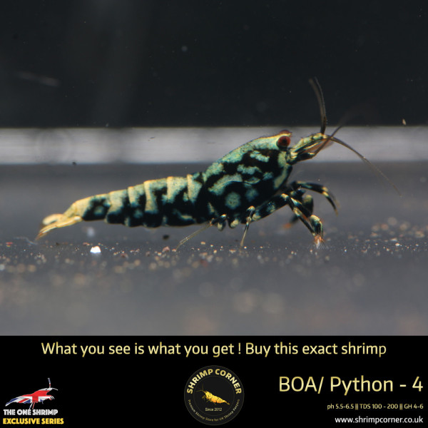 Boa 4 - Golden Base Metallic Blue