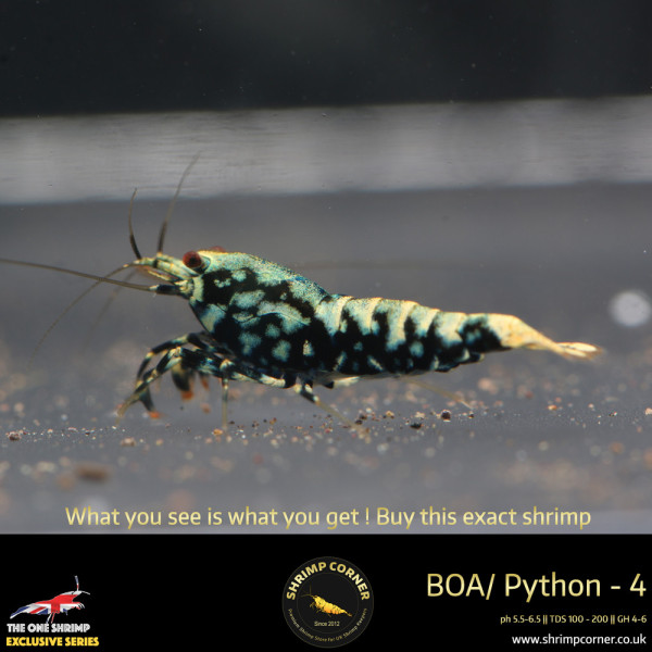 BOA 4 - Golden Base Blue Metallic