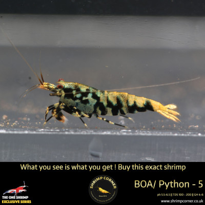 Boa 5 - Golden Base Mint Blue Body