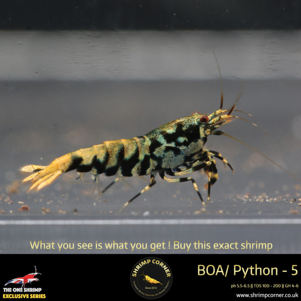 Boa 5 - Golden Base Mint Blue Body