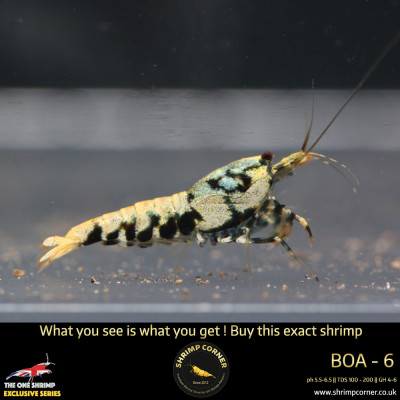 Boa 6 - Golden Base 2