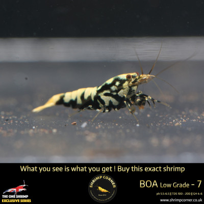 Boa 7 - Golden Base 2
