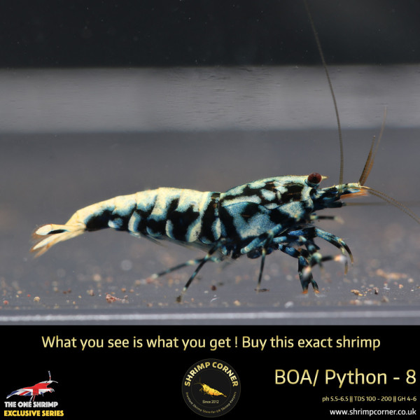 Boa 8 - Blue Metallic