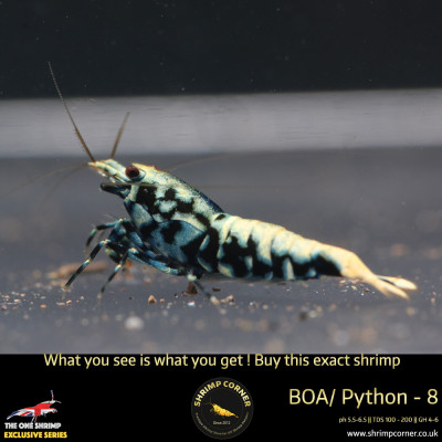 Boa 8 - Blue Metallic