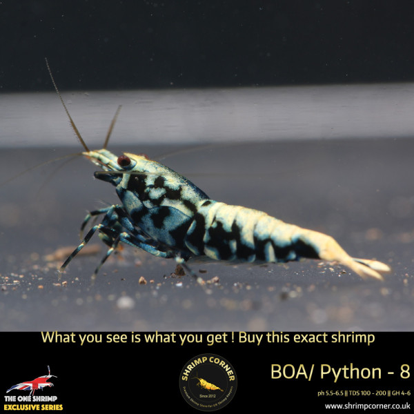 BOA 8 - Golden Base Blue Metallic