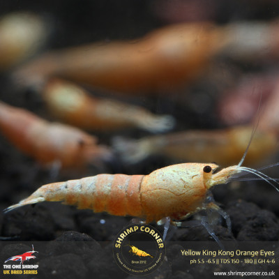 Red & Peach Bolt Shrimp