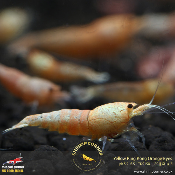 Red & Peach Bolt Shrimp