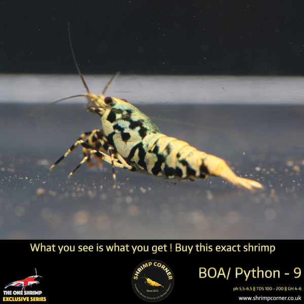 BOA 9 - Golden Base Blue Metallic