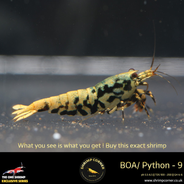 Boa 9 - Golden Base Blue Metallic