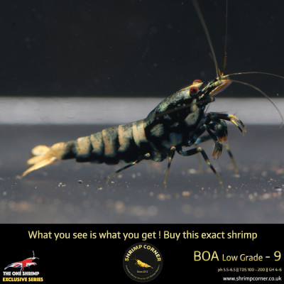 Boa 10 - Golden Base Blue Metallic 2