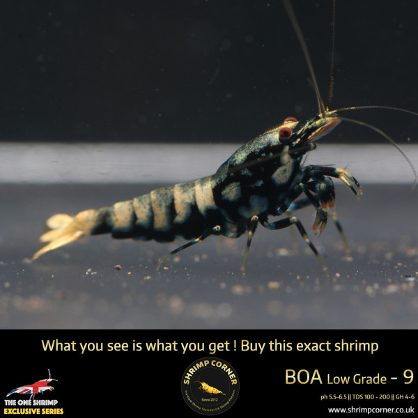 Boa 10 - Golden Base Blue Metallic