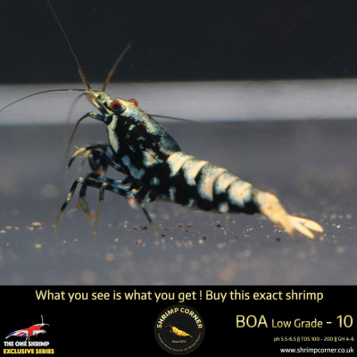 Boa 10 - Golden Base Blue Metallic