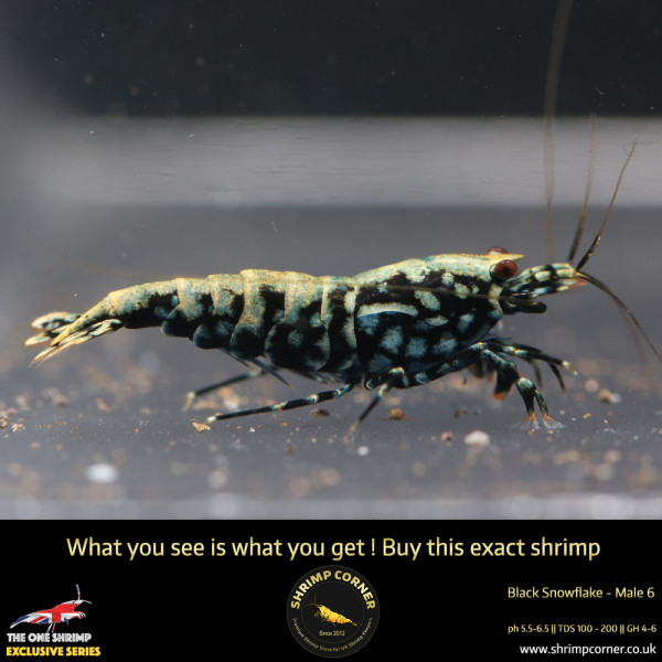 Male 6 - Metallic Male Stud Snowflake