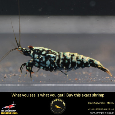 Male 6 - Metallic Male Stud Snowflake