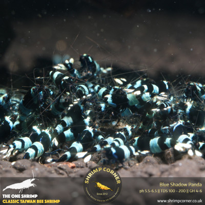 Blue Shadow Panda