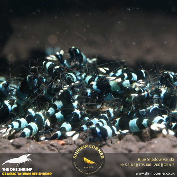 Blue Shadow Panda