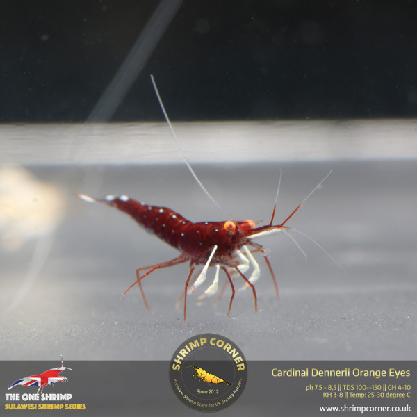 Cardinal Dennerli Orange Eyes - Sulawesi