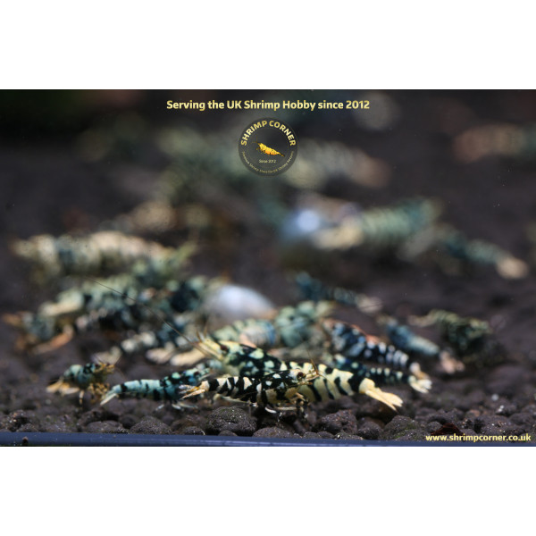 Orange Galaxy Tiger @ Shrimp Corner