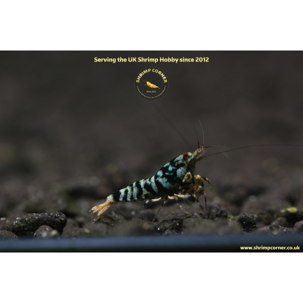 Orange Galaxy Tiger @ Shrimp Corner