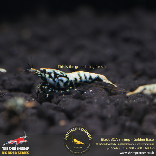 BOA Shrimp - Golden Base with Metallic