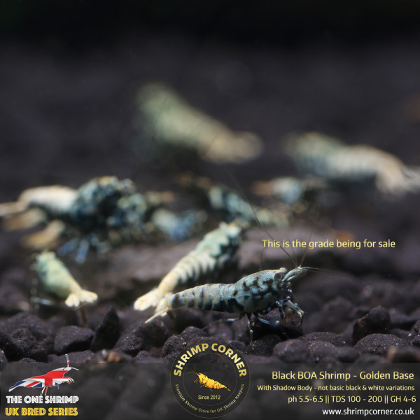 BOA Shrimp - Golden Base with Metallic