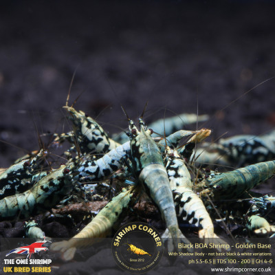 BOA Shrimp - Golden Base with Metallic