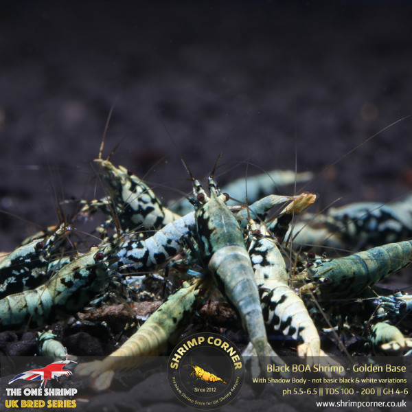 BOA Shrimp - Golden Base with Metallic