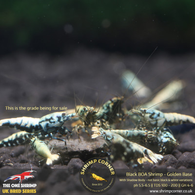 BOA Shrimp - Golden Base with Metallic