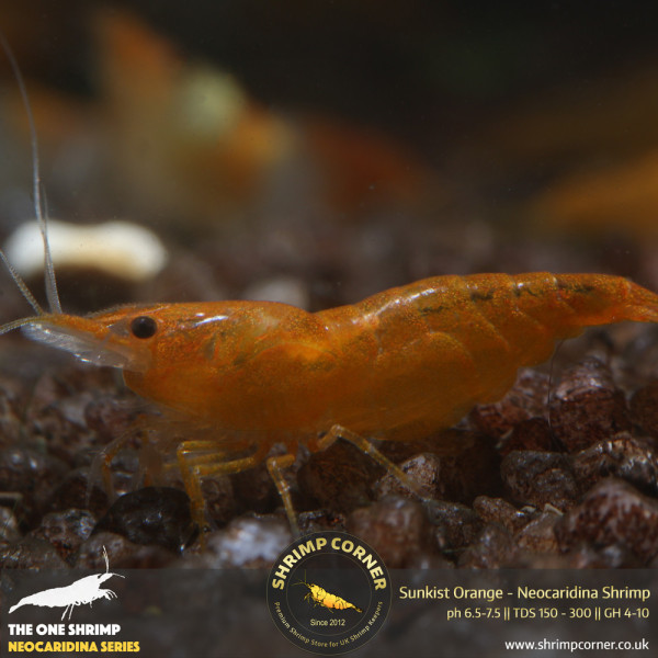 Orange Sunkist Shrimp