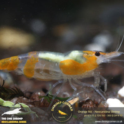 Orange Rili Shrimp