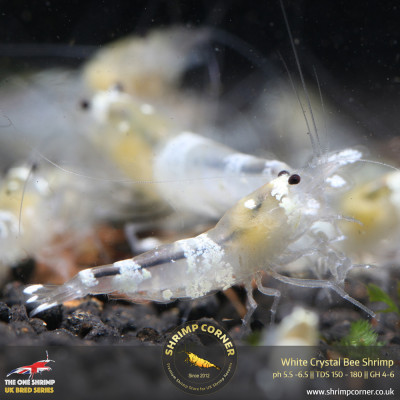 White Ghost Crystal Bee Shrimp