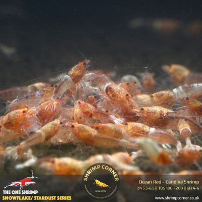 Ocean Red Shrimp @ Shrimp Corner UK