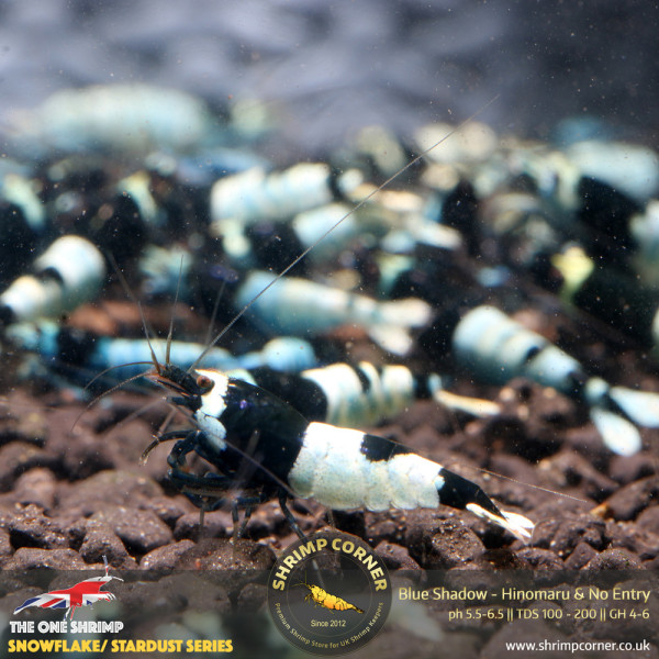 Blue Shadow Hinomary & No Entry Pattern