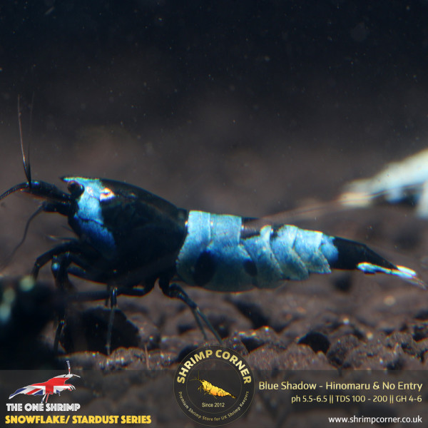 BLUE SHADOW Hinomaru & No Entry