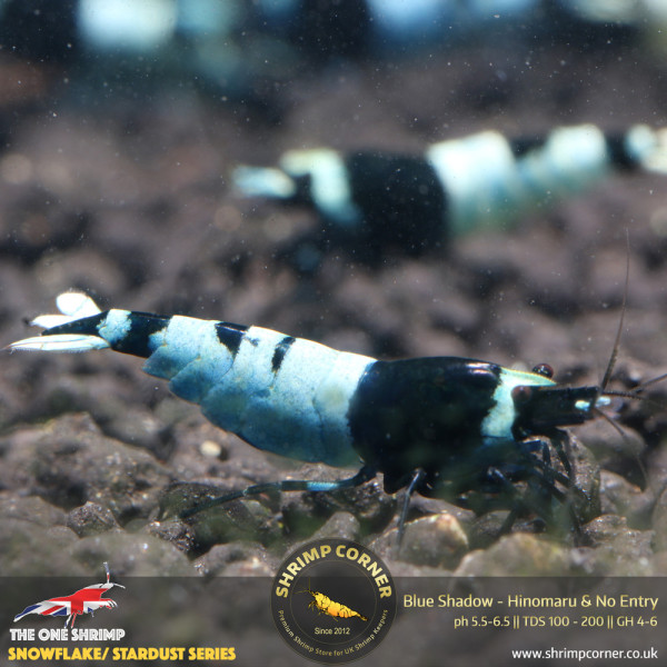 Blue Shadow Hinomary & No Entry Pattern