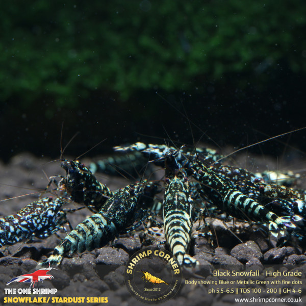 Black Snowfall - High Grade @ Shrimp Corner