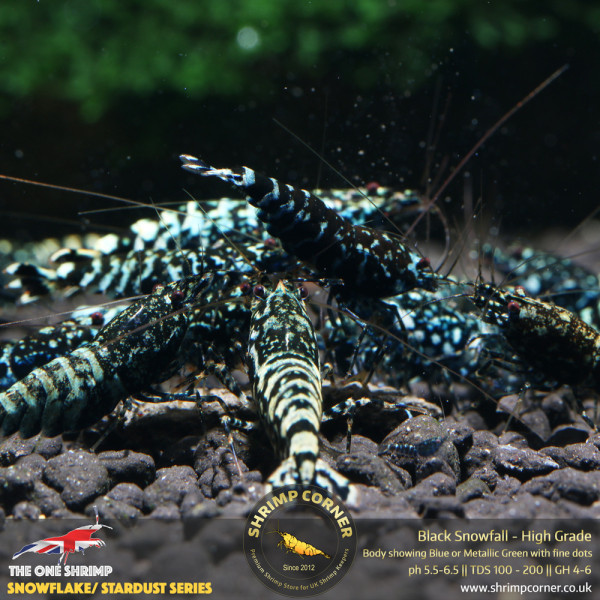 BLACK SNOWFALL | High Grade