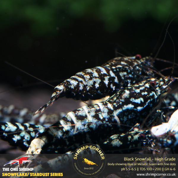 Black Snowfall - High Grade @ Shrimp Corner