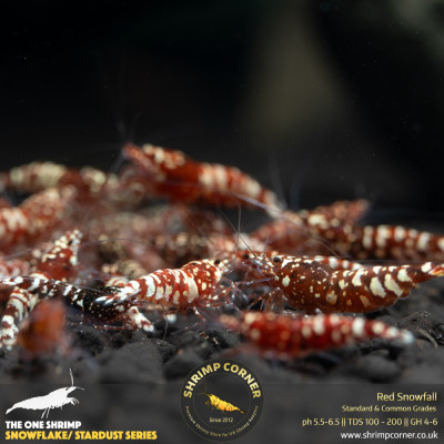 Red Snowfall - Standard Grade @ Shrimp Corner 2