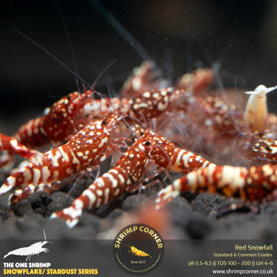 Red Snowfall - Standard Grade @ Shrimp Corner