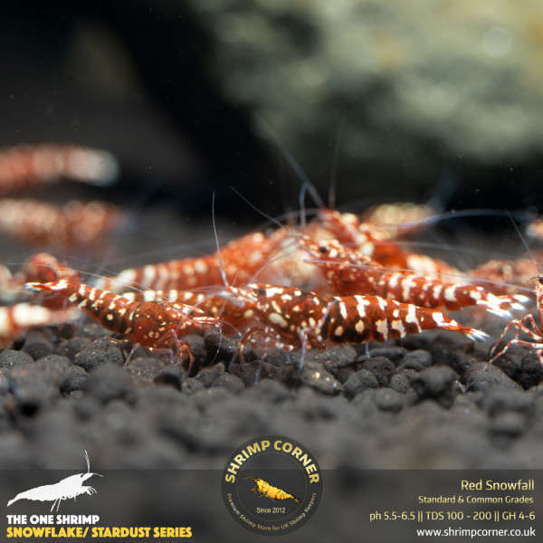 Red Snowfall - Standard Grade @ Shrimp Corner