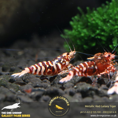 Metallic Red Galaxy Tiger - Standard Grade @ Shrimp Corner 2