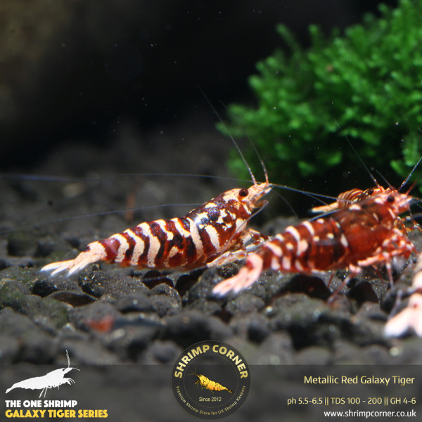 Metallic Red Galaxy Tiger - Standard Grade @ Shrimp Corner